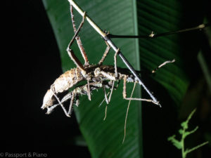 An image of a stick insect on a leaf at Mulu Sarawak National Park
