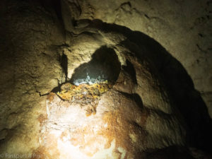 An image of a swiftlet nest with babies inside in Langang Cave Mulu
