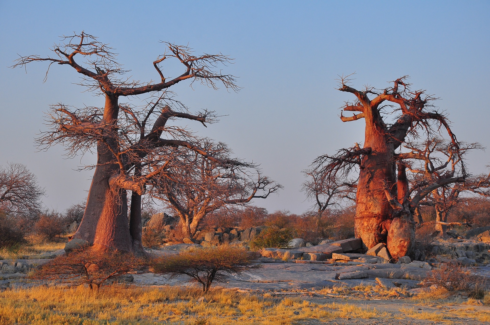 An image of Baobab trees