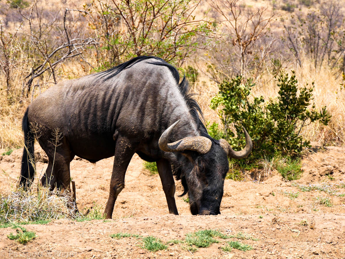 An image of a buffalo in Botswana