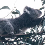 An image of a wild Koala near Kennett River