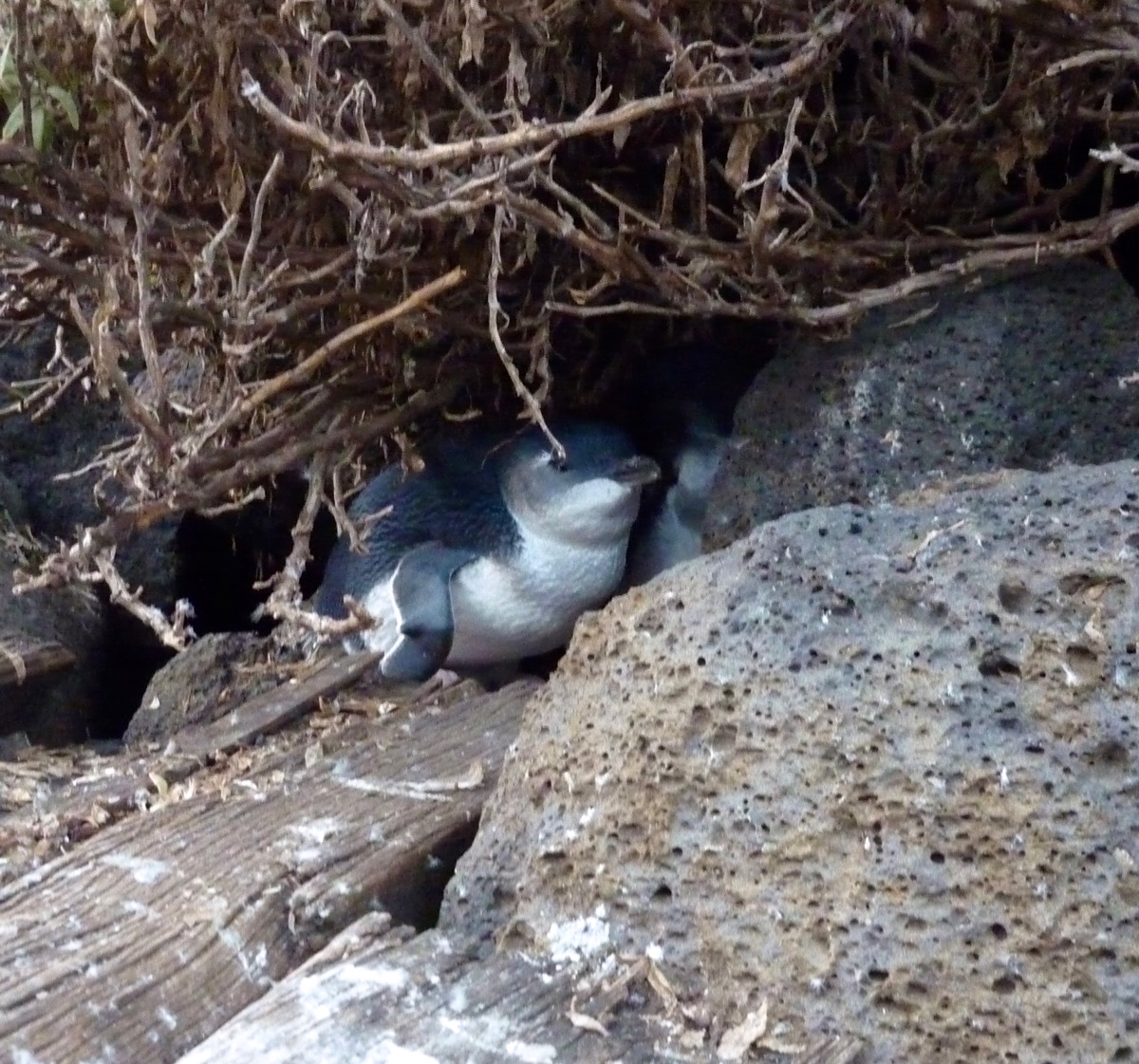 An image of Penguin at St Kilda