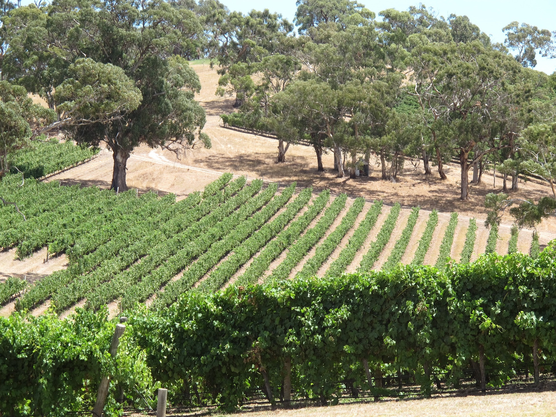 An image of a vineyard in Adelaide Australia