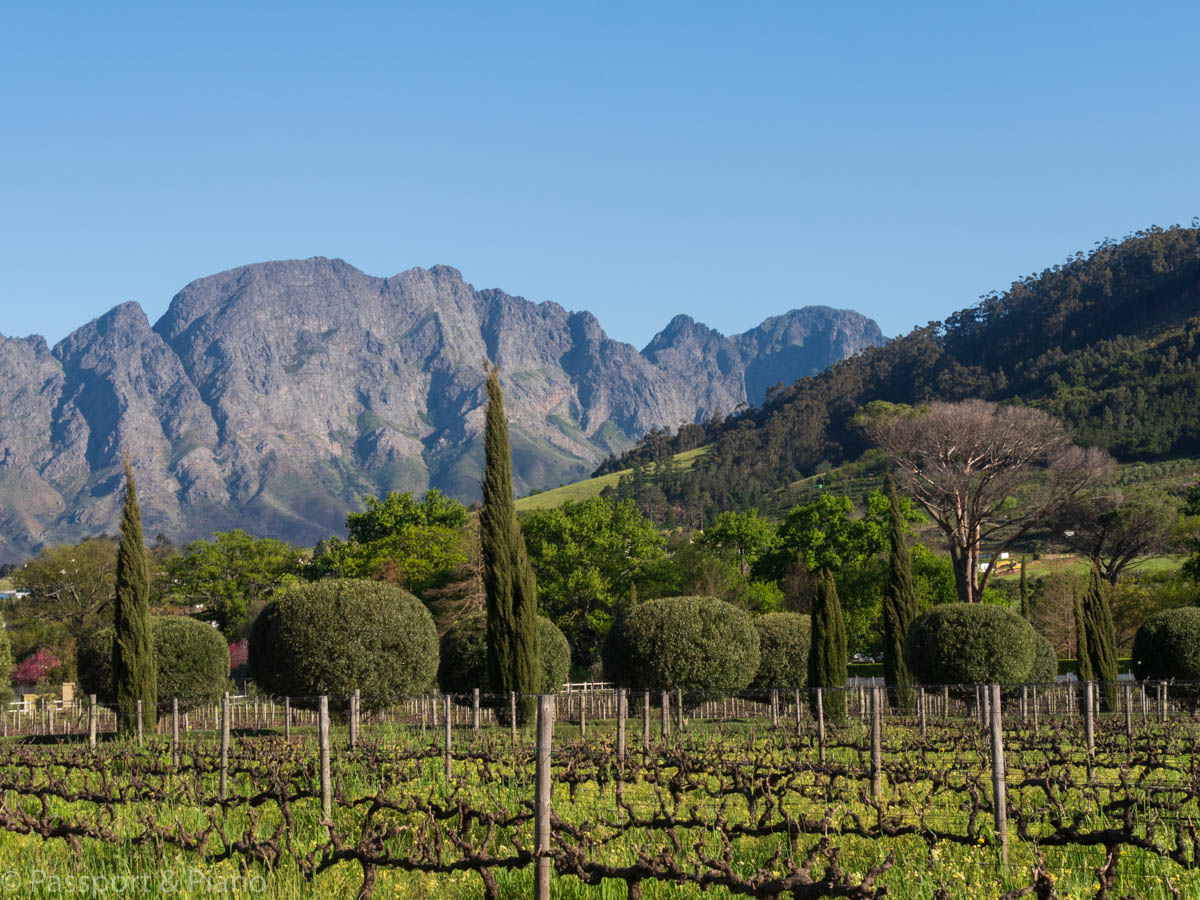 An image of the Grand Provence vines and topiary framed by the stunning mountains in Franschhoek.