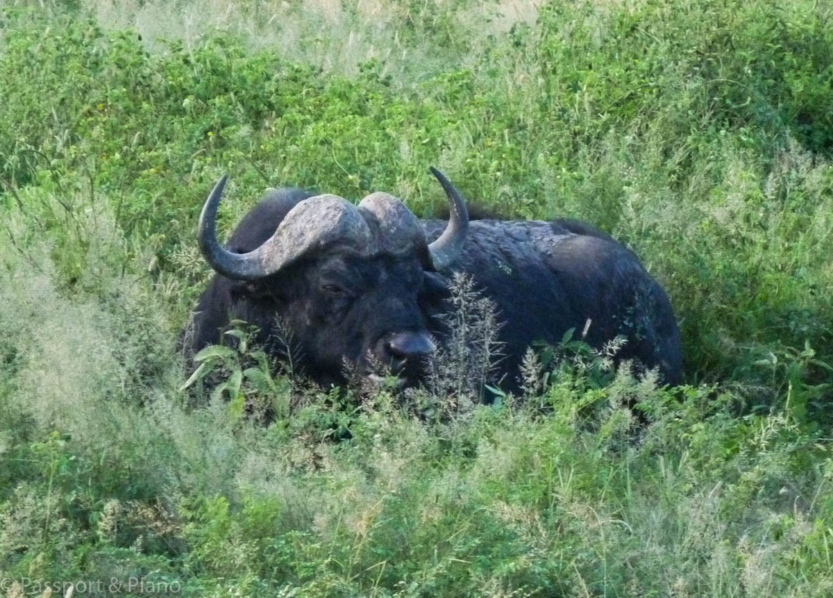 An image of an African buffalo which are difficult to spot on a Pilanesberg self drive safari.