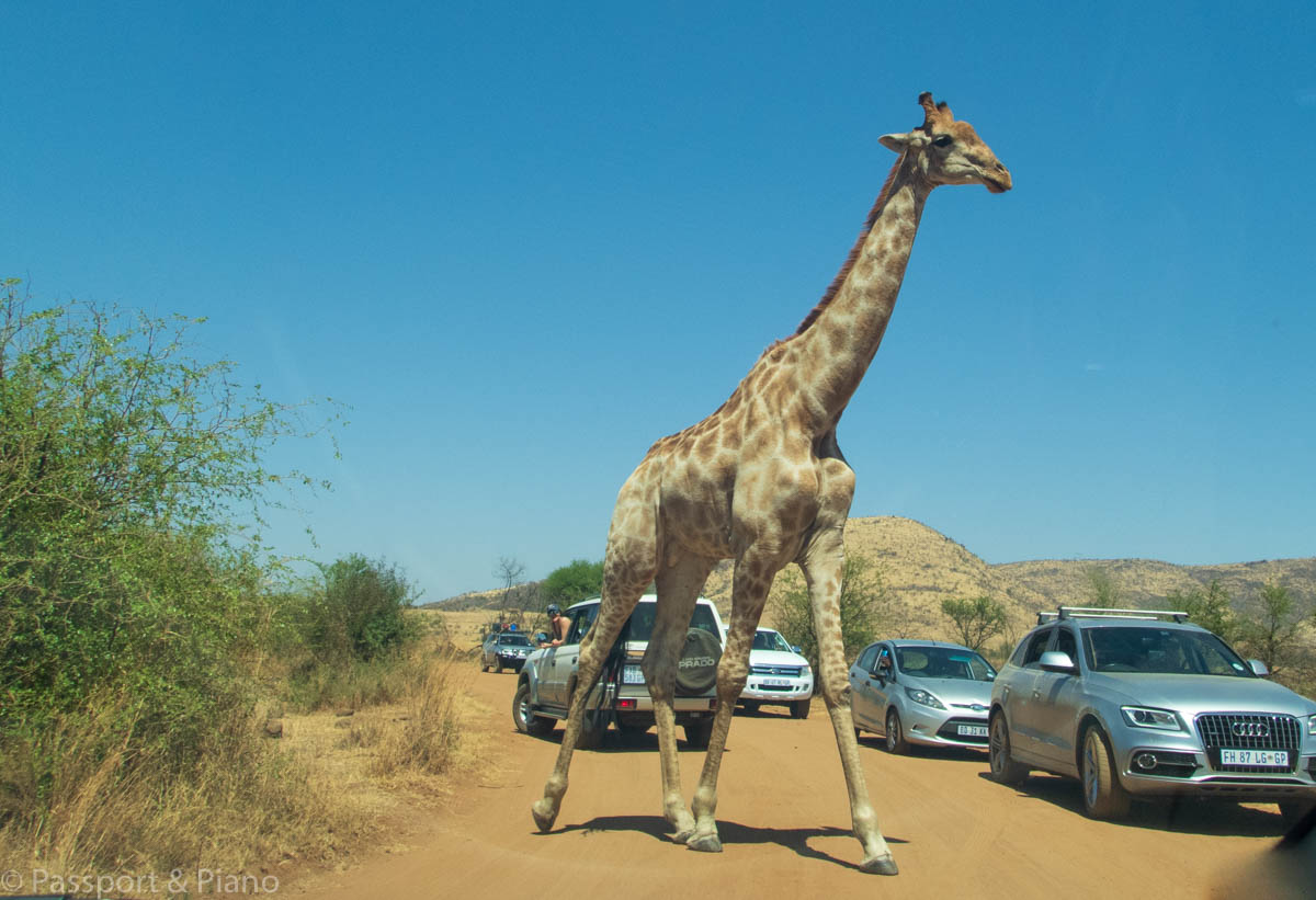 An image of a giraffe crossing the road on a Pilanesberg self drive safari.