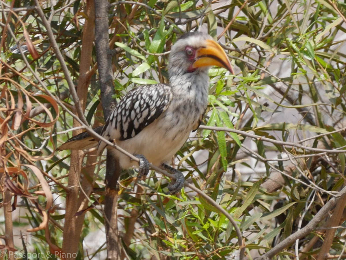 An image of a Yellow billed Hornbill