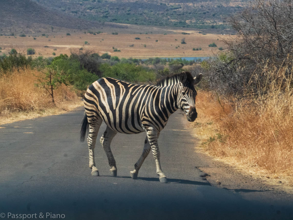 An image of a Zebra in the tarmac road on a Pilanesberg self drive safari