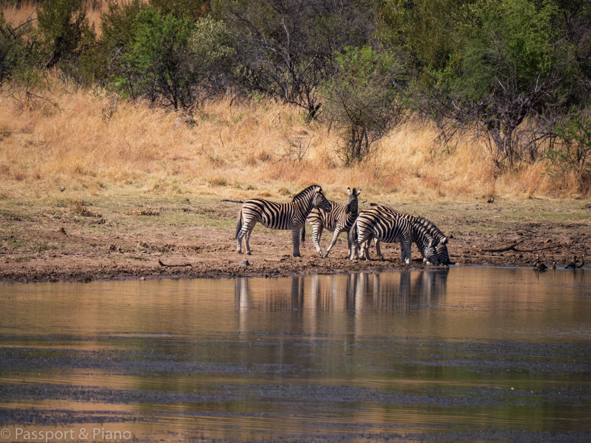 An image of Zebras drinking at the Makorwane Dam, spotted on a Pilanesberg self drive safari