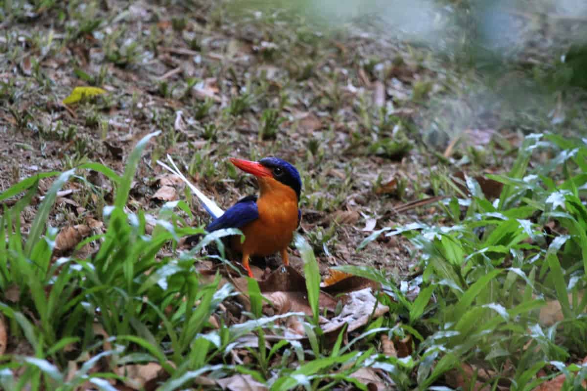 An image of a buff-breasted paradise kingfisher