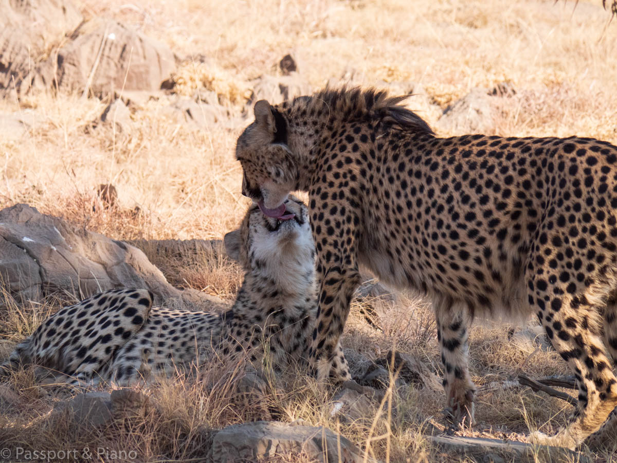 An image of two cheetahs at the Lion and Safari park on one of my johannesburg day trips