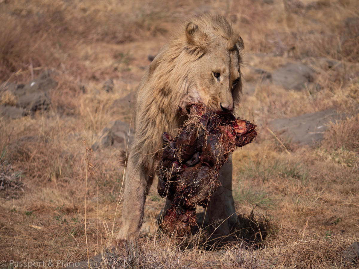 An image of a lion holding a piece of meet at the Lion and Safari on a day trip johannesburg
