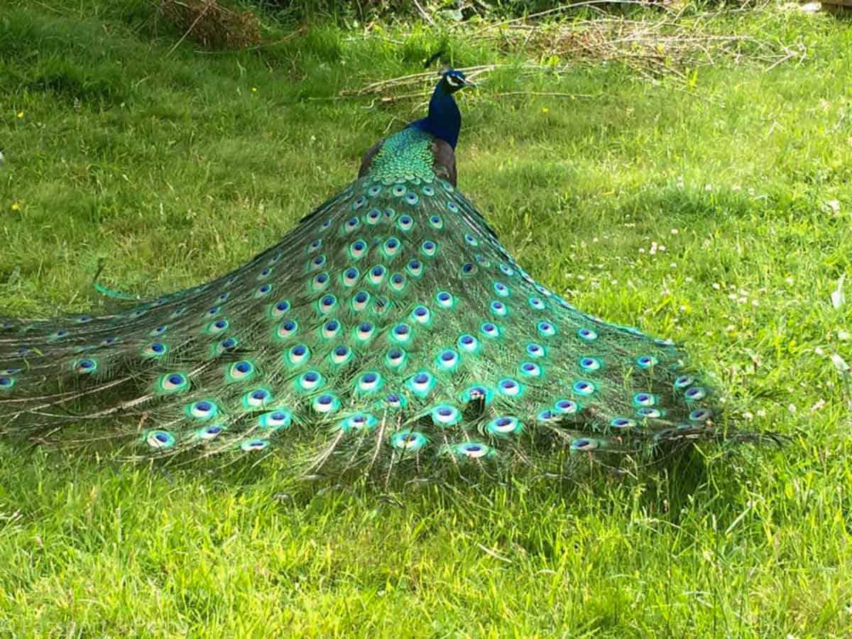 An image of a peacock with its feathers slightly open.