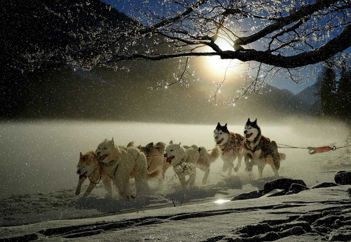 An image of Husky Dogs running in the snow in Tromso arctic circle Norway.