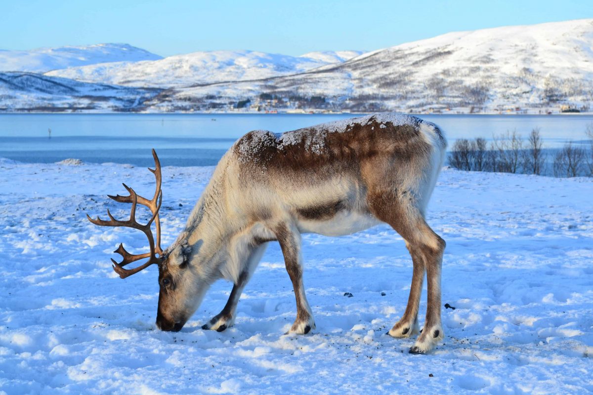 An image of a Reindeer in the snow with mountains in the background.