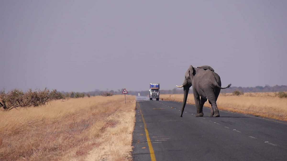 An image of an elephant on the main highway in Botswana