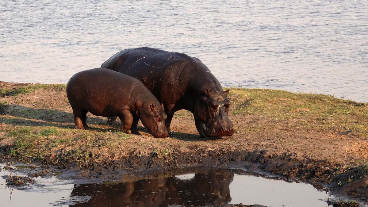 An image of 2 Hippos on the Chobe River, Botswana