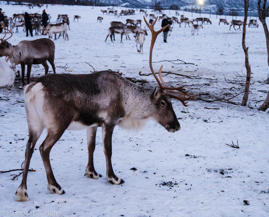 An image of reindeer in Tromso