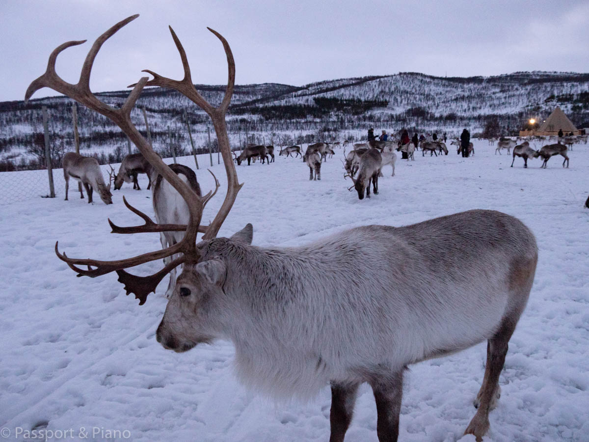 An image of a young reindeer bull with spectacular antlers
