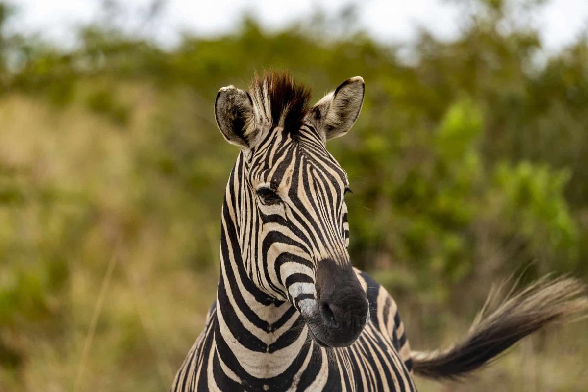 An image of a Zebra