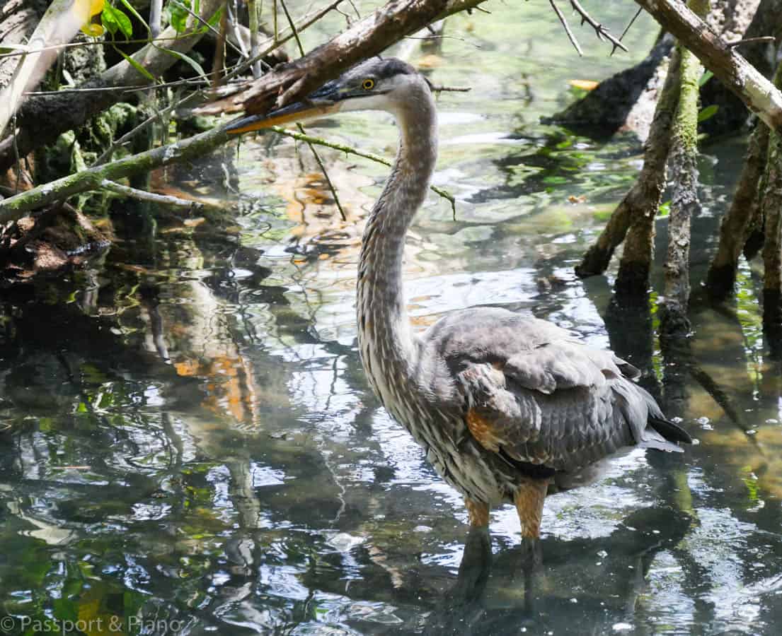 An image of a blue heron one of the birds on Galapagos islands