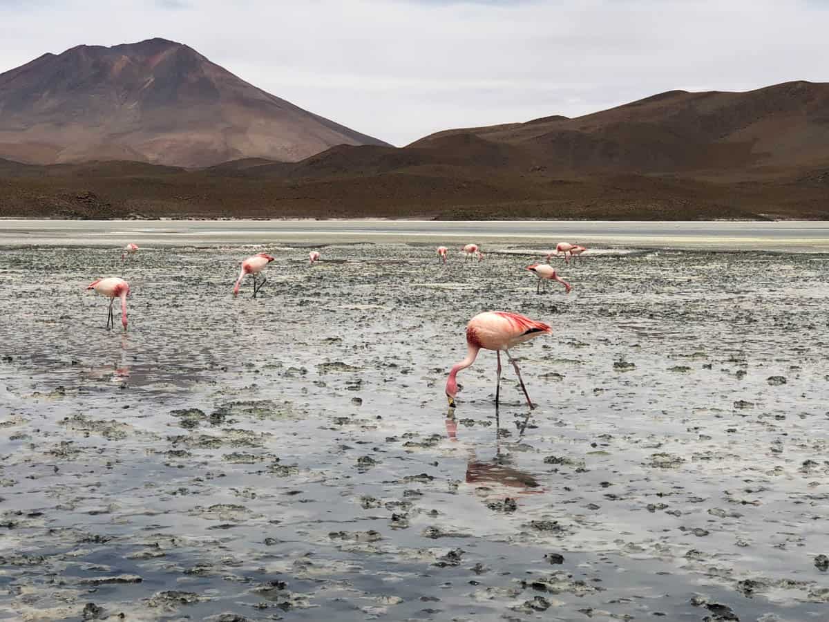 An image of Flamingoes in Bolivia a good choice for best bird in the world