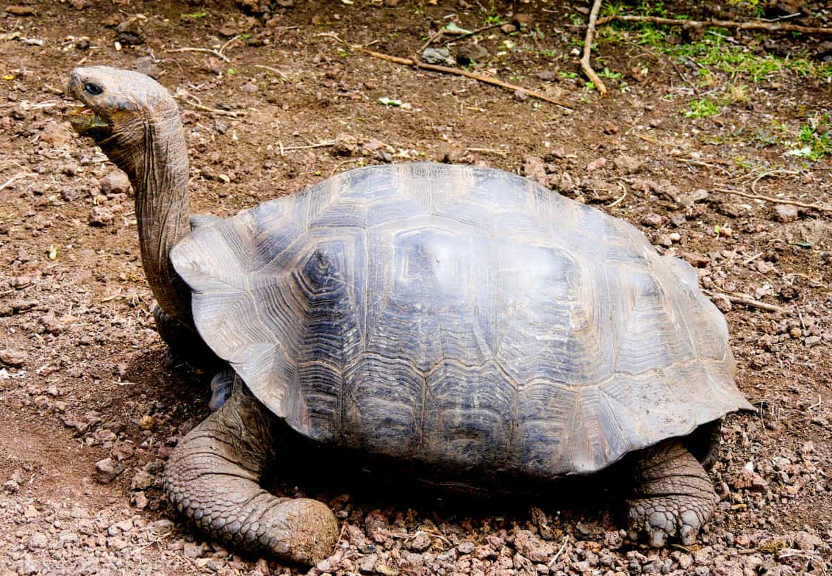An image of a Galapagos tortoise on San Cristobal Day 2 of Galapagos land based itinerary