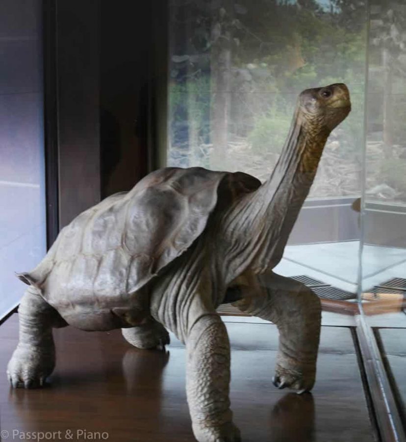 An image of the Galapagos tortoise George who has been embalmed