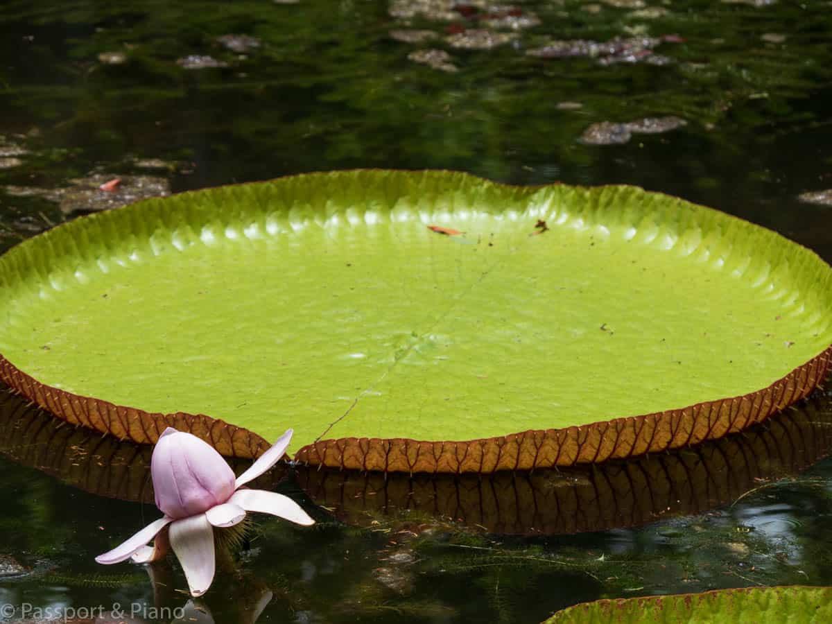 An image of a giant lily pad and flower.