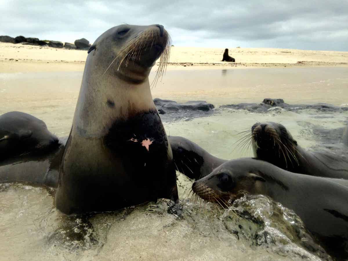 An image of several sea lions on a Galapagos island near Santa Cruz