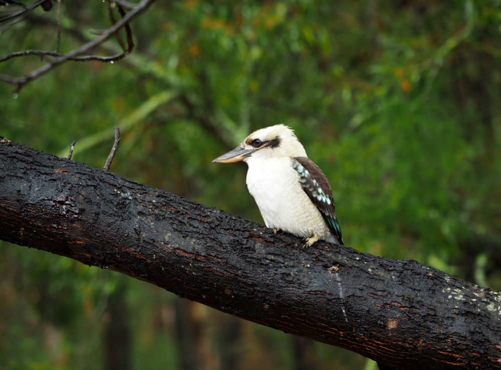 An image of a Kookaburra sat on a branch, one of the the most beautiful birds in the world