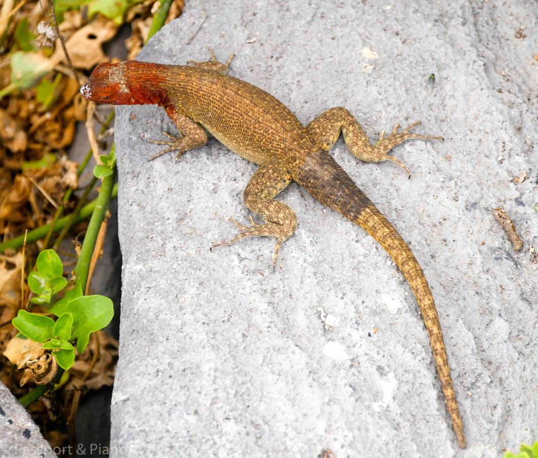 An image of a Galapagos lizard