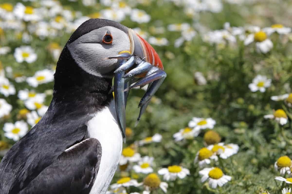 An image of an Atlantic puffin with several fish in its mouth