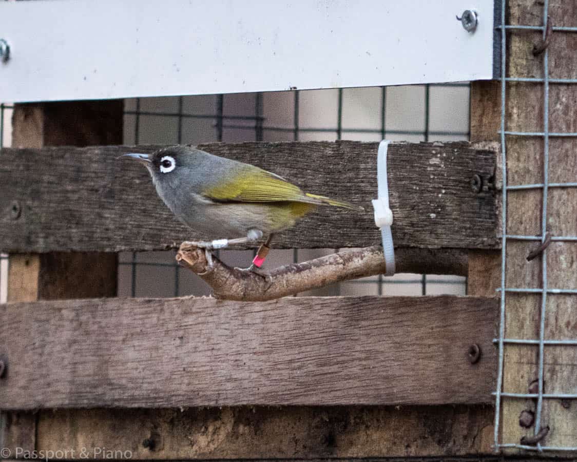 An image of an Olive White Eye bird on Île Aux Aigrettes