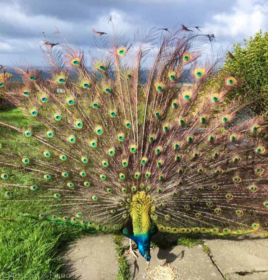 An image of a peacock with its tail feathers spread in a fan shape.