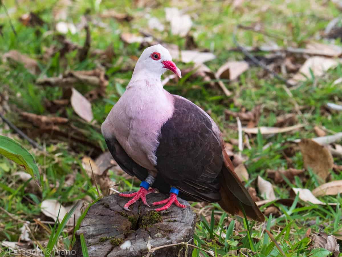 An image of a Pink Pigeon one of the rare birds found in Mauritius Africa