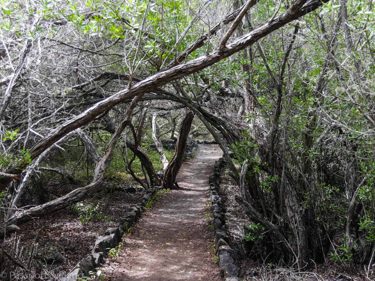 An image of the path through the mangroves near Pozo Villamil One of the best free things to do in Isabela Galapagos