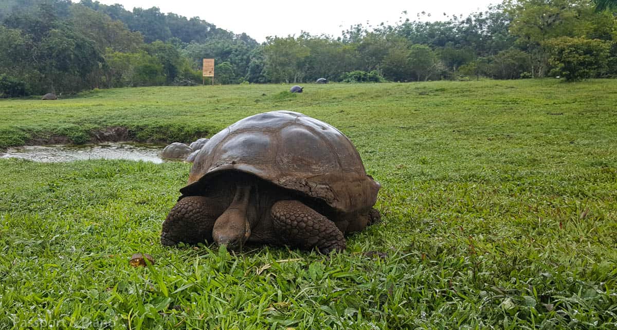 An image of a giant tortoise at Rancho Primicias on our travel to Galapagos Islands