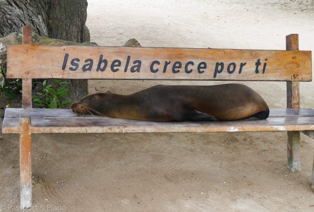 An image of a sea lion on a bench in Isabela Galápagos