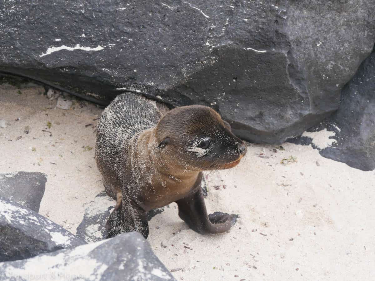 An image of a Galapagos sea lion