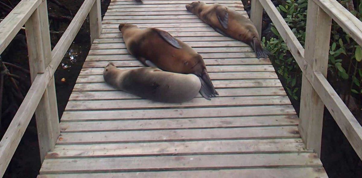 An image of 3 sea lions lying on the path on the way to Concha Perla Galapagos Island