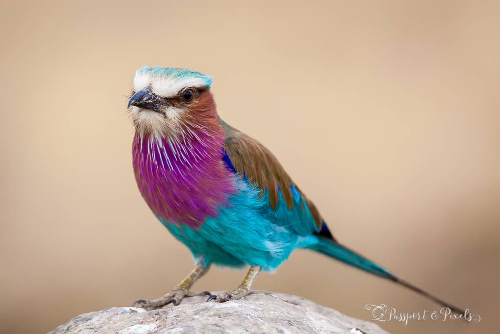 An image of a Lilac Breasted Roller