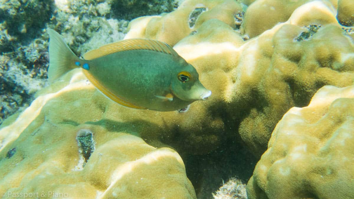 An image of a fish and coral taken while snorkeling which is one of the best things to do in north Mauritius
