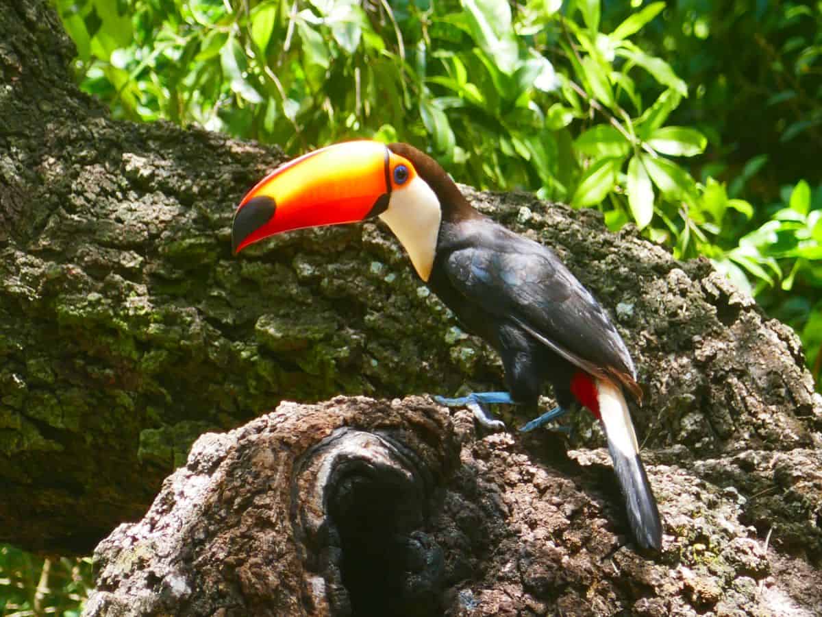 An image of a Toco Toucan
