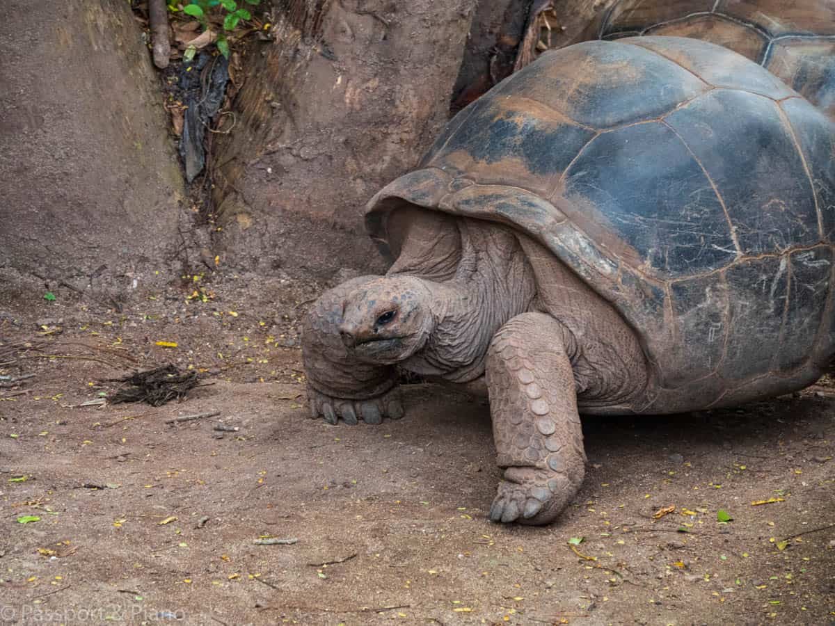 An image of a giant tortoise, a definite on any Mauritius to do list