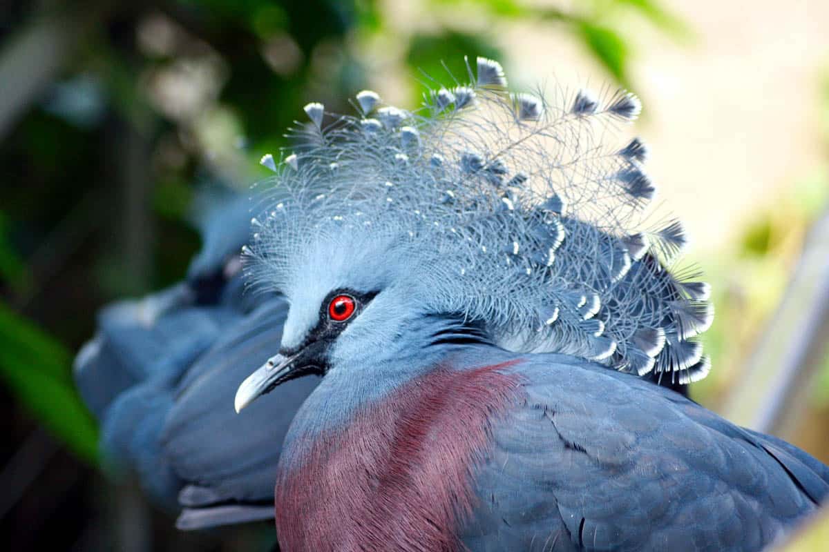 An image of a Victoria Crowned Pigeon