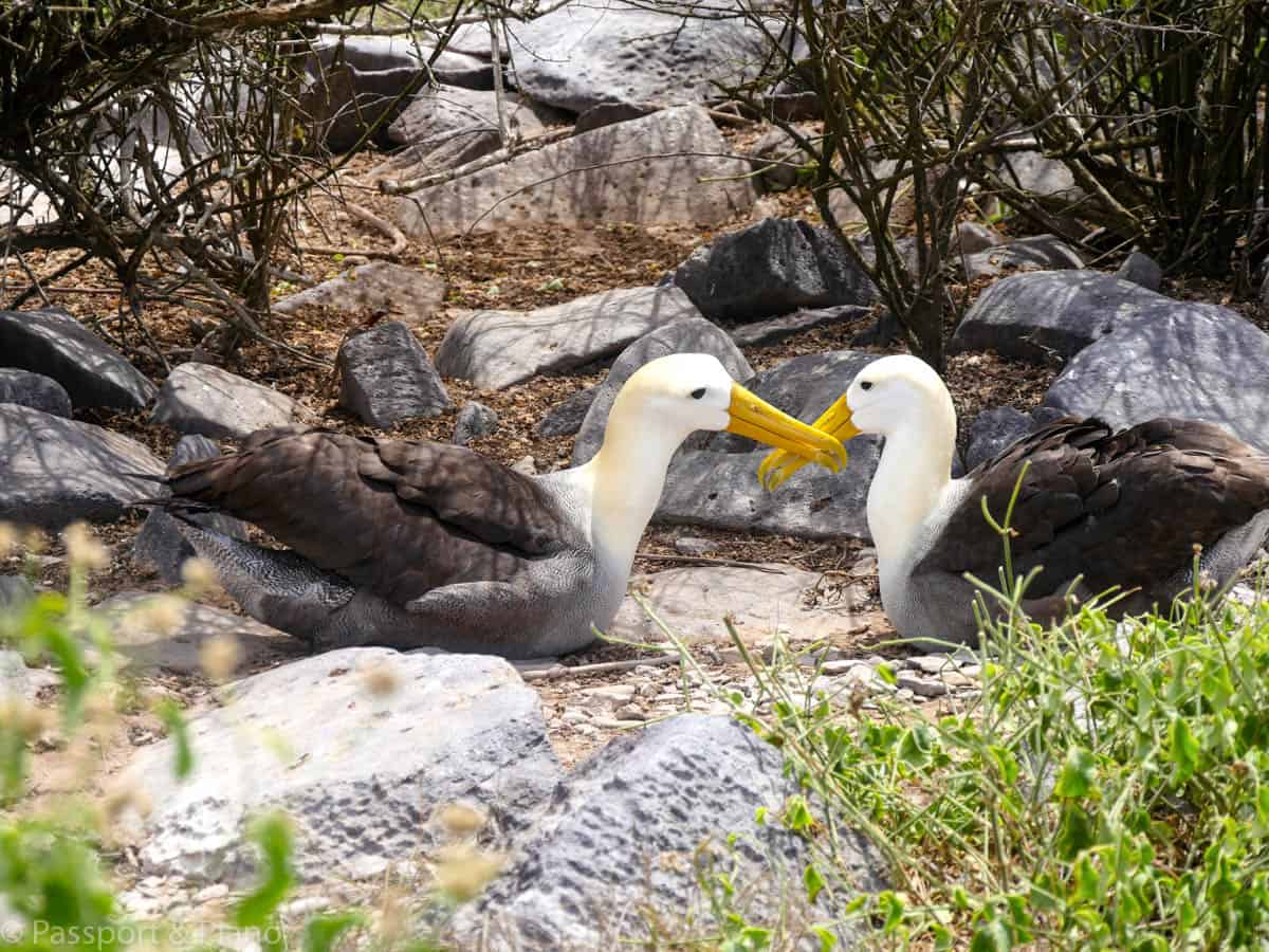 An image of a pair of Wild Albatross