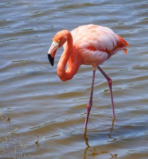 An image of a flamingo seen on Isabela Island on Galapagos Land based itinerary
