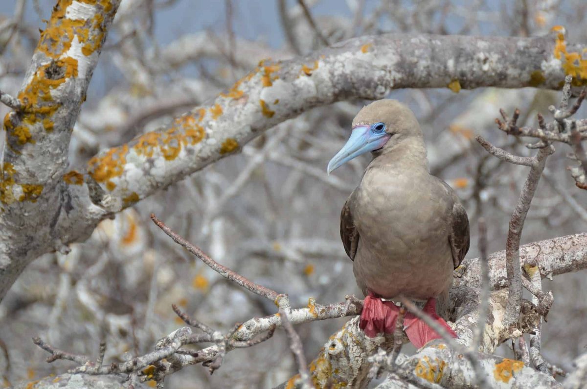 An image of a red footed boobie