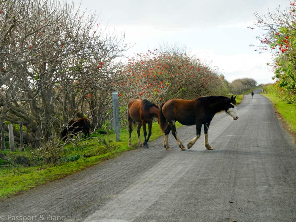 An images of the wild horses on the main road 